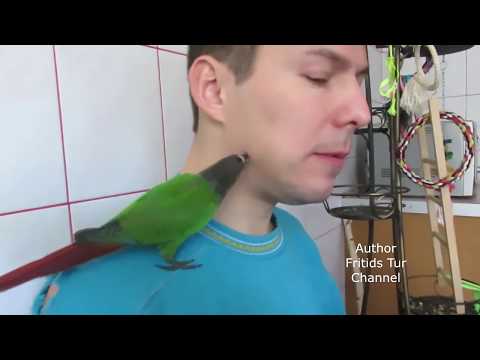 Pet pyrrhura parrot likes to eat halva!