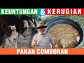 Pemberian Pakan Comboran Pada Sapi Limosin Dan Sapi Simental