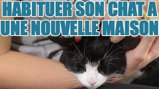 Habituer Son Chat A Une Nouvelle Maison Et Un Nouvel Environnement Youtube