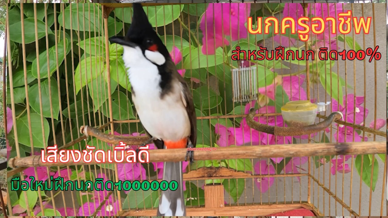 #นกกรงหัวจุกเบิ้ล #นกกรงหัวจุกเบิ้ลอาชีพ #นกกรงหัวจุก ก๊อปลูกนกติดง่าย