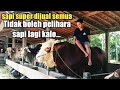 Kandang sang Jawara kontes sapi Berkah Setia Farm
