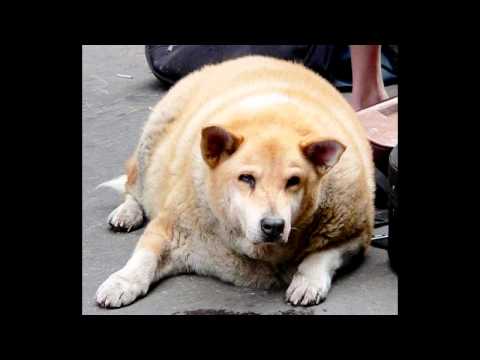 Video: De Juiste Voeding Voor Katten: Natuurlijke Voeding