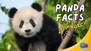 #animalfactsforkids #pandavideo Panda Facts for Kids