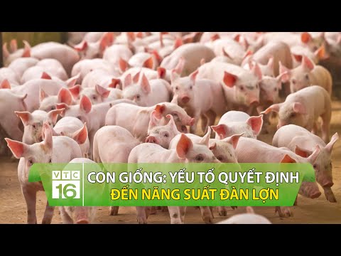 Con giống: Yếu tố quyết định đến năng suất đàn lợn | VTC16