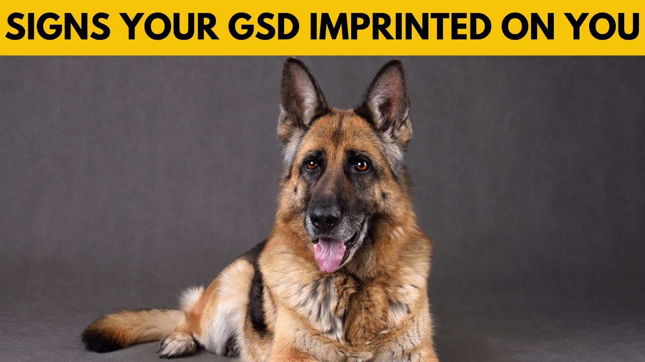 10 Signs That Your German Shepherd Has Imprinted On You - YouTube