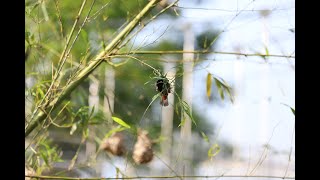 Bird building nest in tree