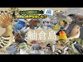 【⑪野鳥の楽園 舳倉島 4日間の記録】珍鳥続々発見！小さな野鳥博士の実力爆発 ヤマヒバリ、ヤツガシラ、イナバヒタキ、カラフトムシクイ、イスカ、カラアカハラなどなど @ZOOTIMEch