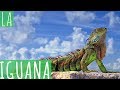 LA IGUANA