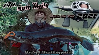 รอก Alpha sv ตกชะโดได้ไหม??....Alpha sv tws 2021 VS Black giant Snakehead.  | Kayak Fishing