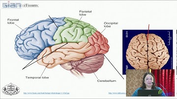 Modern Methods of Brain Exploration:Focus on Functional Magnetic  Resonance Imaging (fMRI) - Part 2
