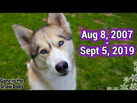 Run Free Shelby The Husky Rip We Will Miss You