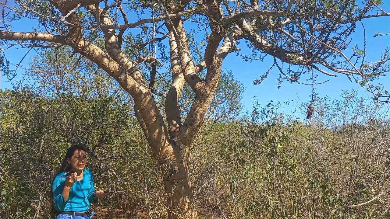 Árbol el torote y su uso medicinal. Interpretación del Torote. YouTube