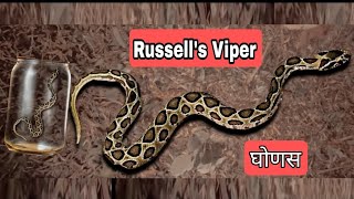 Russells Viper Rescue Russells Viper Viper Ghonas घणस