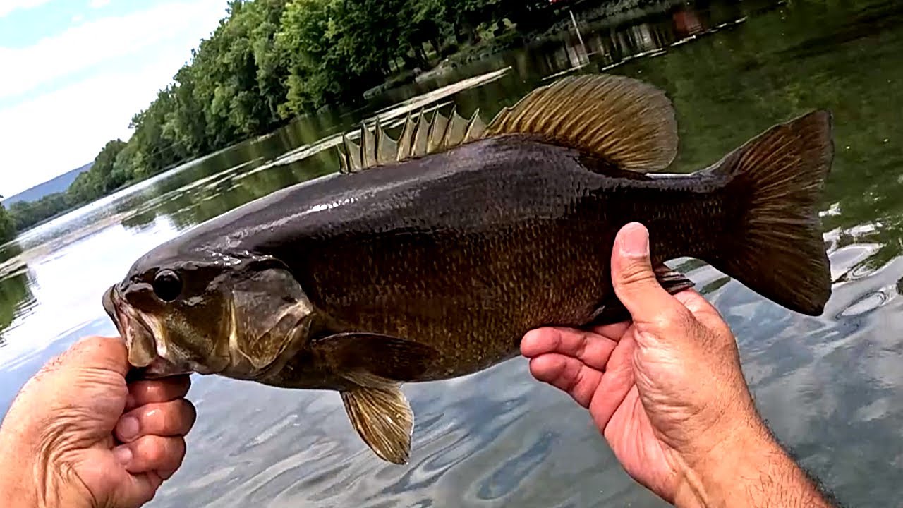 1 Rod and 1 Lure Smallmouth Bass Fishing Challenge.