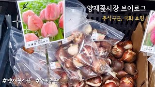 가을 양재꽃시장/ 국화랑 추식구근 쇼핑하기 도시브이로그