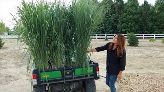 Planting the Most Glorious Ornamental Grasses!!!  // Garden Answer