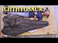 Giant Sea Dinosaur's 2 Metre Long Head Found In Desert In Nevada
