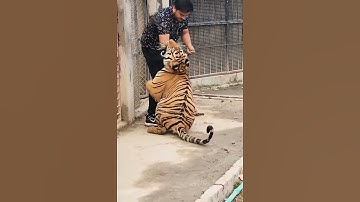 Bengal Tiger Attack | Nouman Hassan |