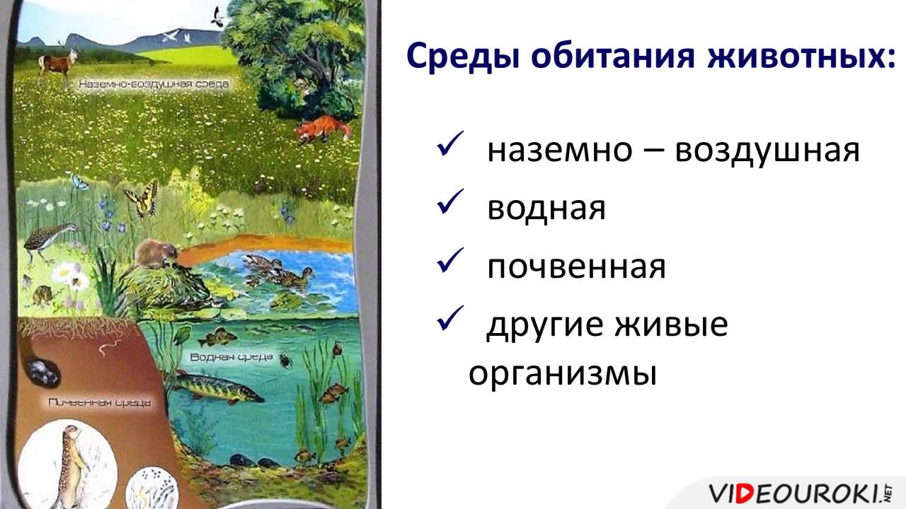 Животные   часть живой природы