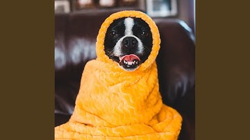 Pulsating Ambiance for Resting Doggies