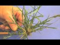 Grass Weeds - Part 1