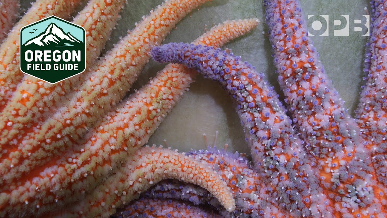 Sunflower Sea Star, Alaska Department of Fish and Game