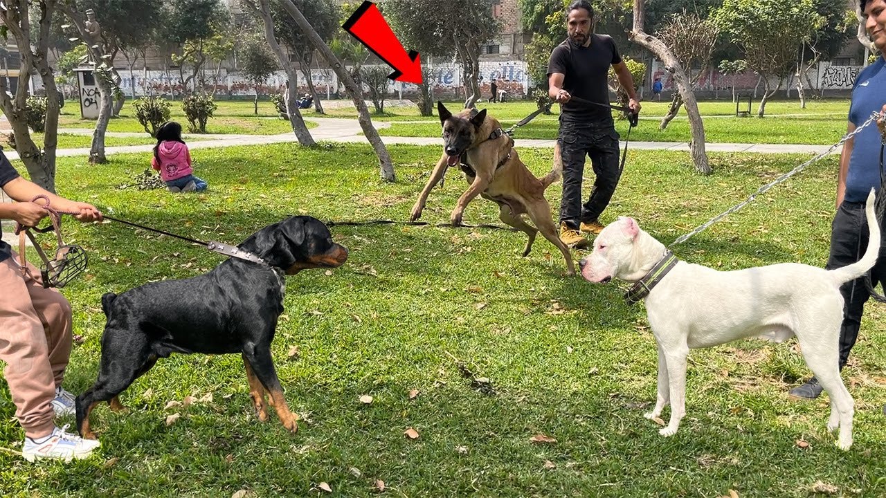 Pastor Belga De TRABAJO Junto Rottweiler Y Dogo Argentino YouTube pastor-belga-de-trabajo-junto-rottweiler-y-dogo-argentino-youtube