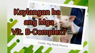 Vitamins for Pigs | How Vitamin B-Complex  Works?