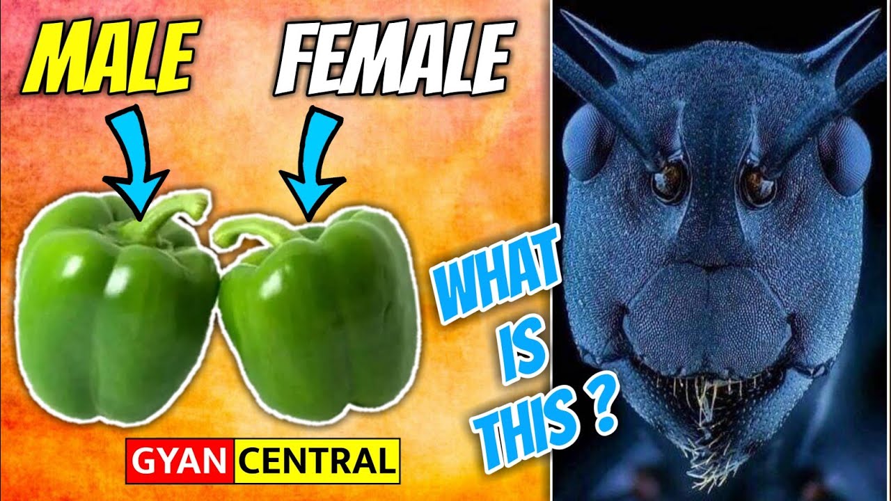 Interesting Fact about Shimla Mirch || Gyan Central || Fact Series #01