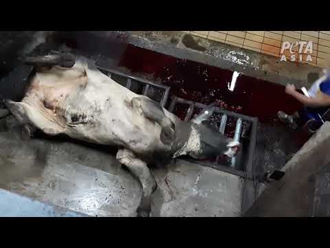 Butchered Alive: Australian Cattle Killed Overseas for Your Leather Shoes