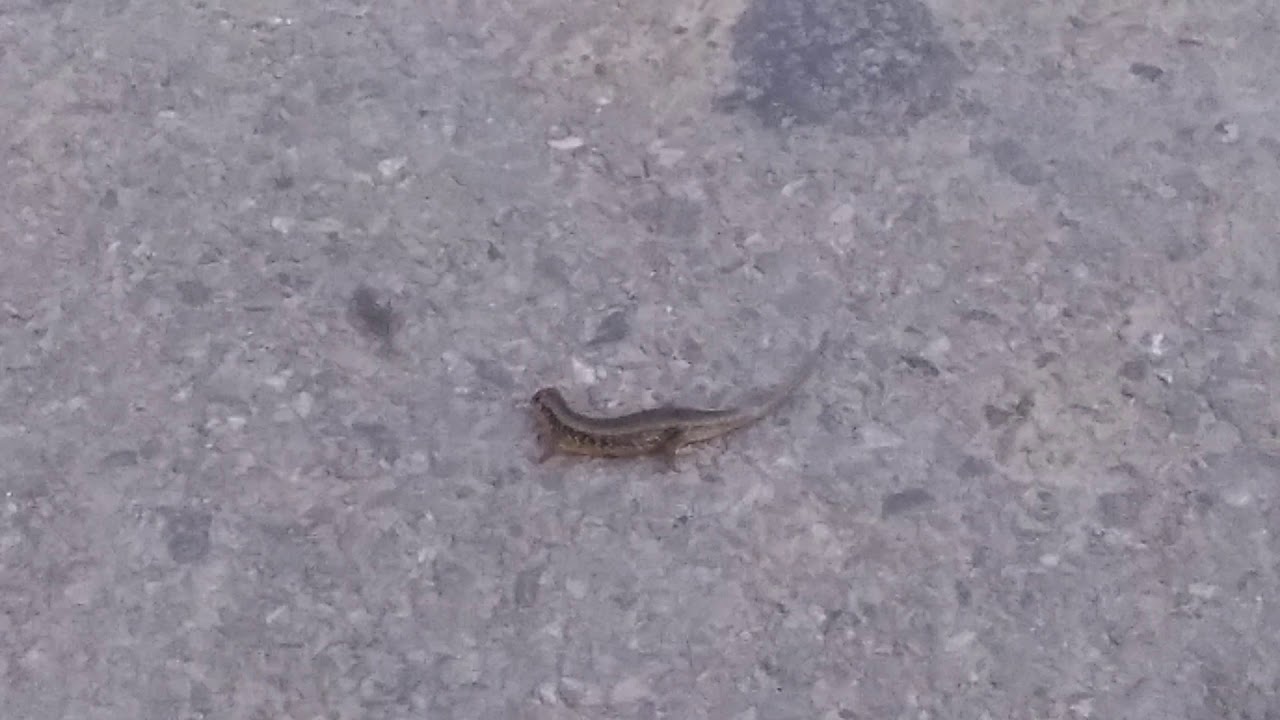 Dying Lizard on my Evening walk 😔 | Last Moments 😳 - YouTube