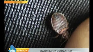 видео САМЫЕ УГАРНЫЕ ТАРАКАНЫ ЮТУБА Cockroach Simulator