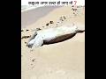 कछुआ उल्टा हो जाए तो? | upside down turtle #shorts #turtle