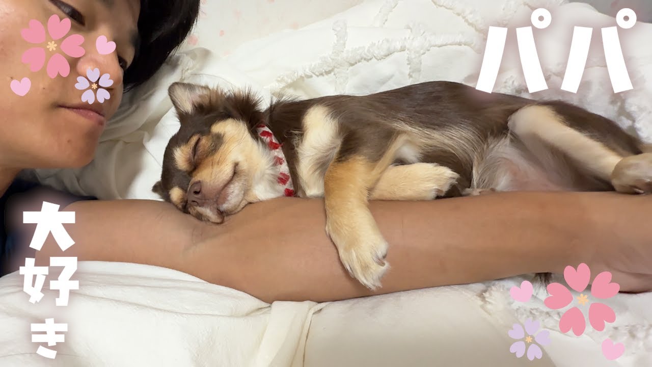 パパが帰ってきた瞬間のチワワの喜び方が人間の想像を超えていたｗ