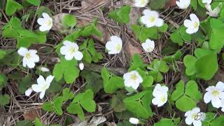 ♫  Дыхание весны... - Карен Саркисян.  The breath of spring... - Karen Sargsyan.