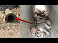 Incredible Mother dog gave birth to a 5 puppies under a Pipe Hole @Dogoftheday