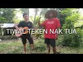 Tiwal teken nak tua