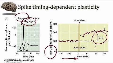 Synaptic Plasticity STDP
