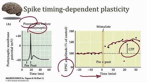 Synaptic Plasticity STDP