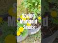 How to harvest &amp; save marigold seeds ! #seedsaving #marigold #marigoldplant #garden