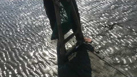 Bắt nghêu ở cần giờ