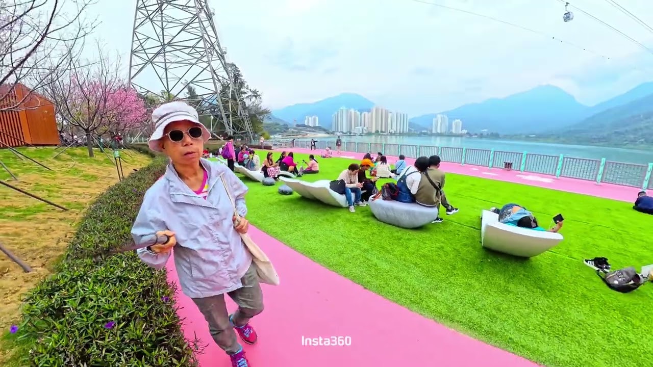 Cherry Blossom🌸￼東涌遊櫻花園觀賞櫻花🌸🤔🤔😅😅 2月7日2026