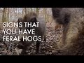 Signs That You Have Feral Hogs