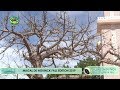 Liked on YouTube: Nguick Fall: Fi Serigne Touba Wàthioon (A la découverte du Baobab "Gouy Gi" )