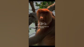 هَذَا خَلْقُ اللَّهِ | تلاوة خاشعة للشيخ ياسر الدوسري