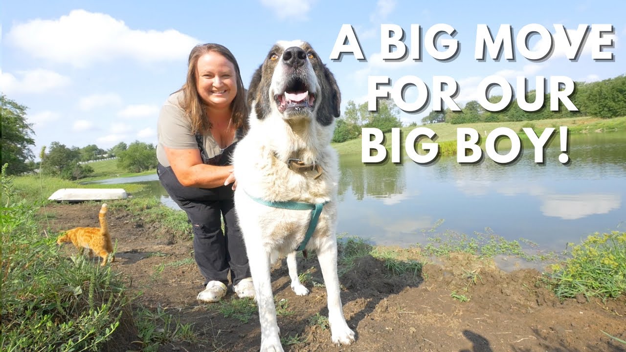 Livestock Guardian Dog ON DUTY! Our Great Pyrenees/Anatolian Shepherd tours his NEW FARM!