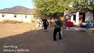 Bull Terrier Training