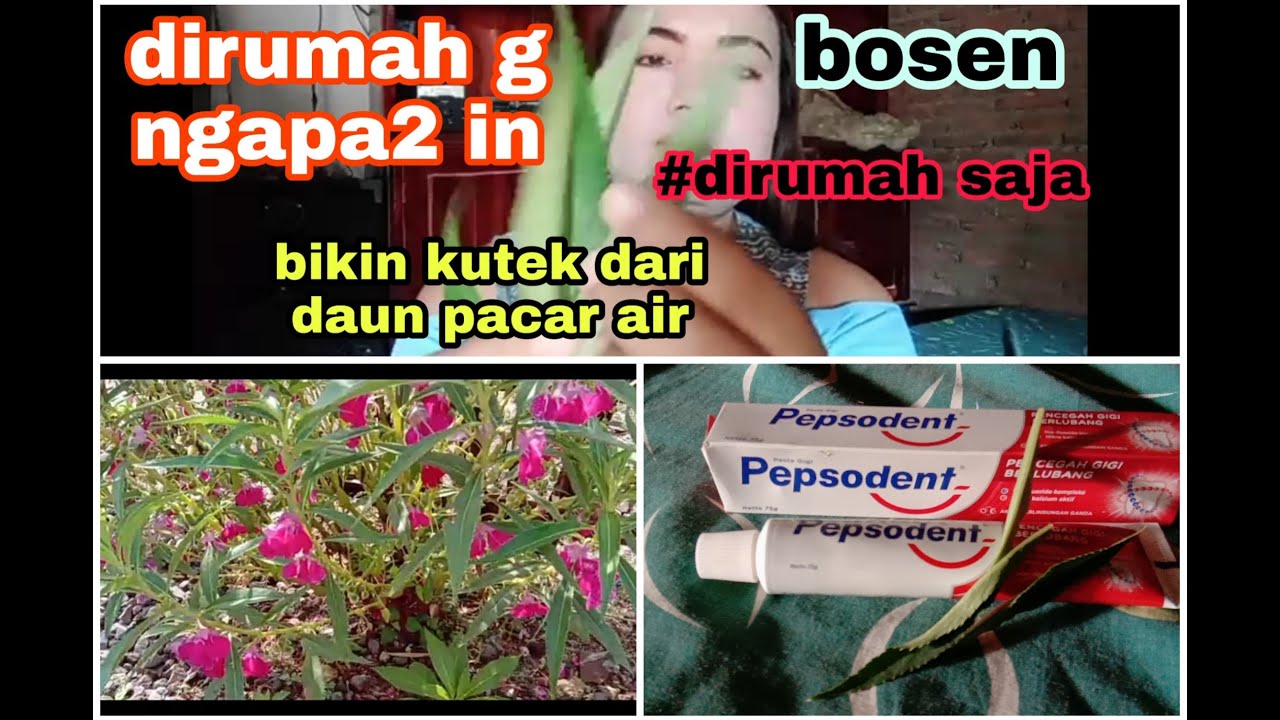 Cara Bikin  Kutek Dari  Daun  Pacar Air syamsiatun enji 