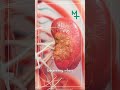 Kidney Cancer Symptoms You Should Never Ignore | Early Detection & Treatment Explained