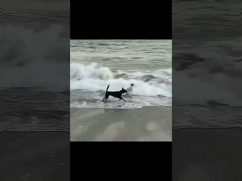 Смешные животные🤣#shorts #юмор #приколы #shortvideo #смех #comedy